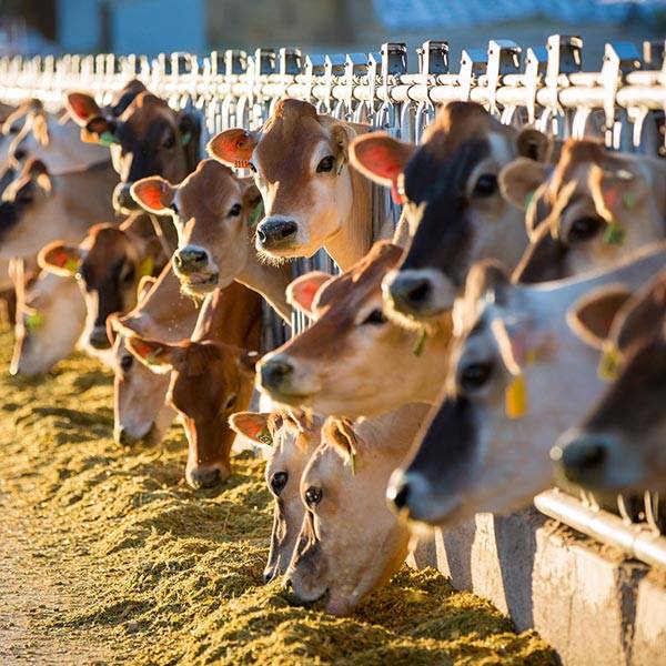 Row of dairy cows feeding