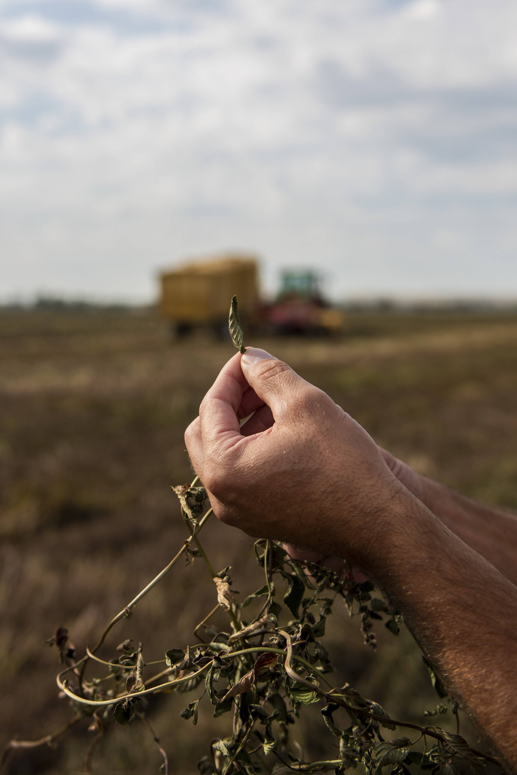 A farmer's hands hold a single, wilted leaf from a crop field