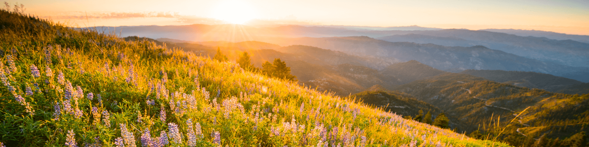 Sunrise illuminates a hillside of purple lupine flowers overlooking distant mountains
