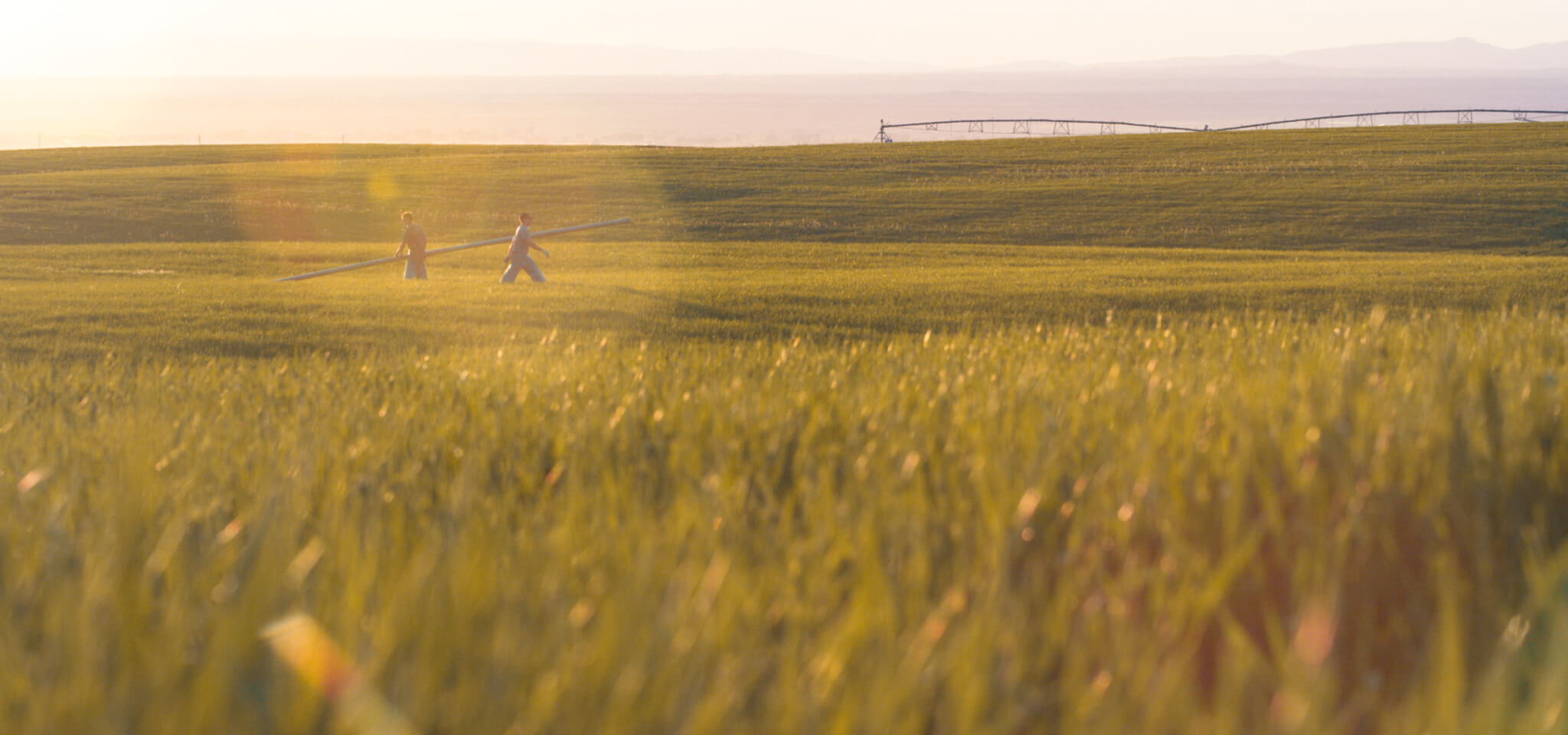 Two farmers carry a long irrigation pipe across a vast, golden wheat field at sunset