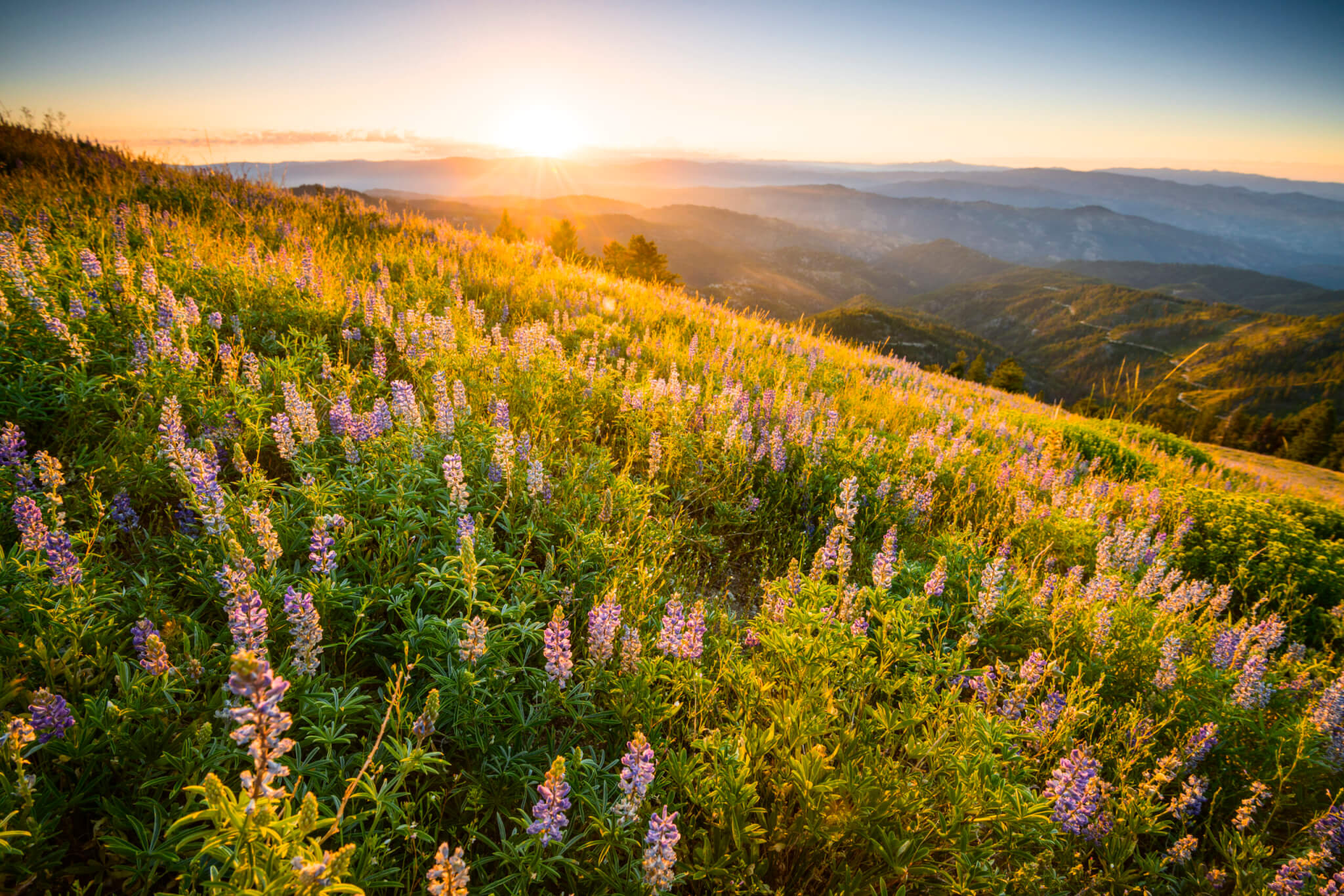 A vibrant hillside blanketed with purple lupine flowers glows in the warm light of a setting sun, with distant mountains and a clear blue sky in the background