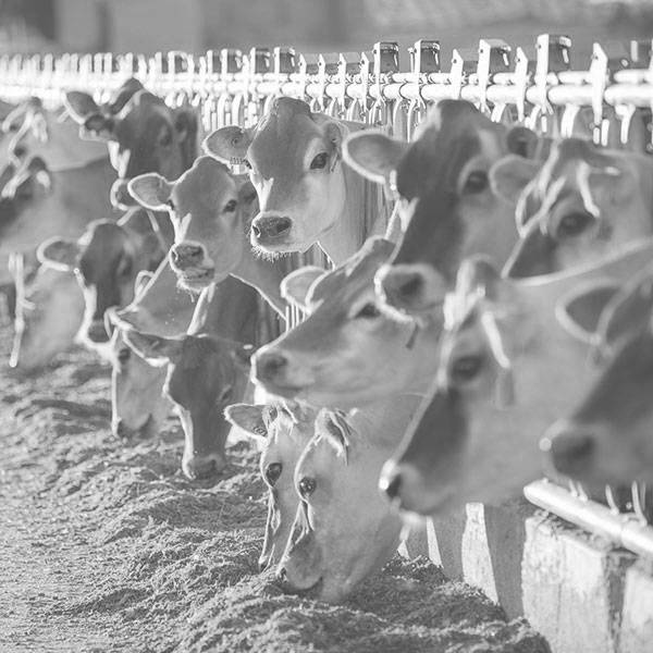 A black and white photo of several cows poking their heads through a fence line feeder.