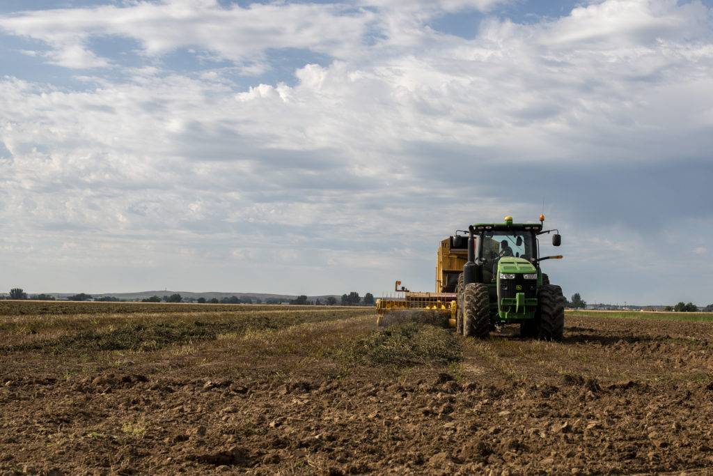A green tractor with a yellow attachment is harvesting crops in a vast, open field
