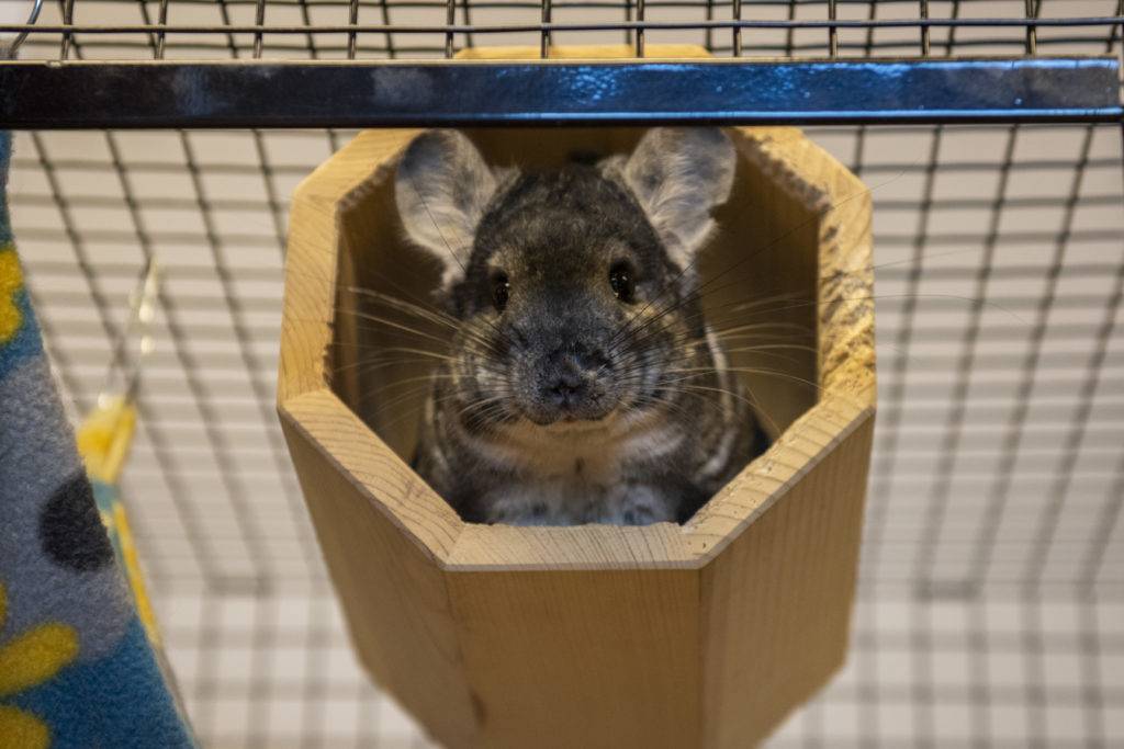 A chinchilla peers curiously from a wooden hideout in its cage